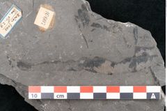 Foto (Detailansicht) von Taeniopteris vittata  (NHMW-GEO-2024-0188-10607)